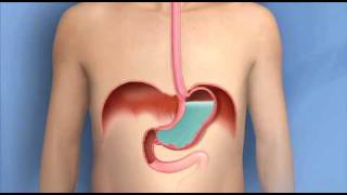 Digestive System Mouth Pharynx amp Esophagus [upl. by Ellevehc]