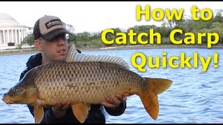 How to catch carp quickly  Fishing for carp with pack bait [upl. by Imogen]