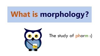 What is morphology [upl. by Hoopen334]