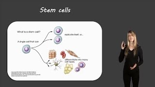 Stem cells [upl. by Edie139]