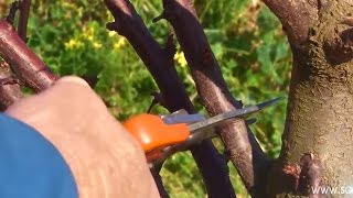 Pruning  Plum Trees [upl. by Nnaik]