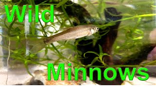 Wild Minnows Fish in Aquarium [upl. by Kenison]