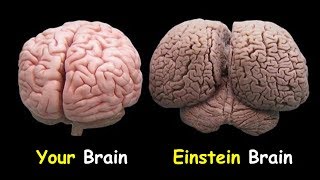 Your Brain vs Einstein’s Brain [upl. by Rehpotsrihc]