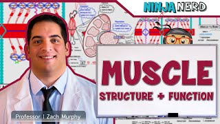 Musculoskeletal System  Muscle Structure and Function [upl. by Imuya505]