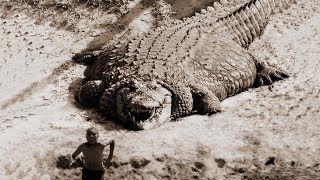 TOP 10 BIGGEST CROCODILES In The World [upl. by Eppes]