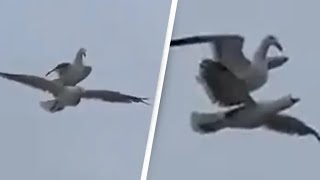 Seagull Stealing Crisps Caught on Camera  WooGlobe Funnies  WooGlobe [upl. by Peednam]