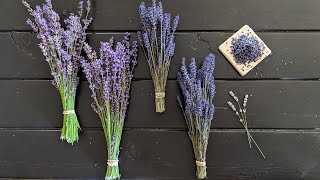 All About Lavender  identifying different varieties harvesting bundles and removing the buds [upl. by Eedebez960]