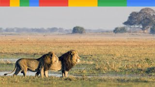 Nat Geo Wild The Okavango Delta  Lions King Of River  Nature Documentary Animals [upl. by Rob]