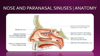 NOSE AND PARANASAL SINUSES  ANATOMY  SIMPLIFIED [upl. by Nsaj]