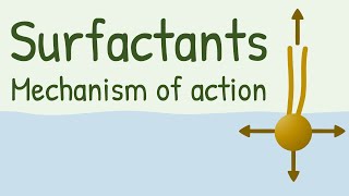 Surfactants Mechanism of Action [upl. by Oswell739]