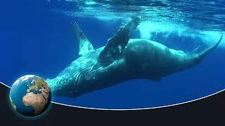 The fascinating world of the humpback whales [upl. by Aenaj]