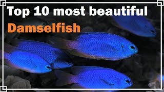 Top 10 most beautiful Damselfish [upl. by Yekcor]