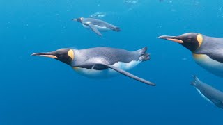 The BEST King Penguin underwater spectacle ever [upl. by Behrens]