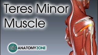 Teres Minor  Muscle Anatomy [upl. by Tadich]