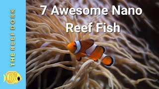 Top 7 Nano Reef Fish [upl. by Avra264]