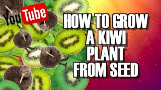 How to GROW KIWI plants for seeds you take from store bought fruit [upl. by Chaffin702]