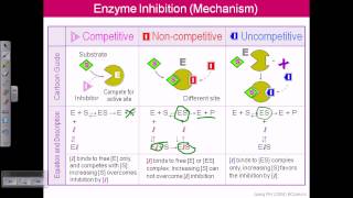 Enzyme inhibition [upl. by Gerg730]