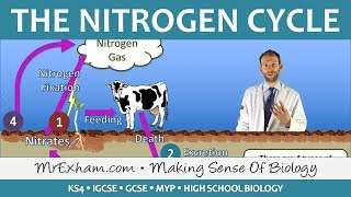 Cycles Within Ecosystems  Nitrogen Cycle  GCSE Biology 91 [upl. by Lhadnek]