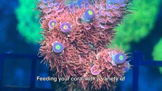 Acropora Tenuis Care Tips [upl. by Rafaellle]