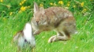 2 Rabbits Running Jumping and Playing Around [upl. by Bergeman394]