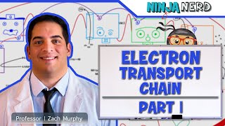 Metabolism  Electron Transport Chain DETAILED  Part 1 [upl. by Dibri]