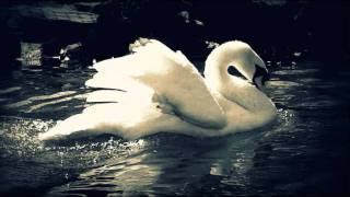 Tchaikovsky  Swan Lake Finale [upl. by Nauqit]