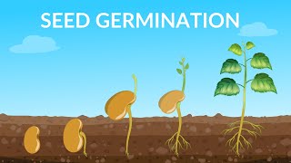 Seed Germination  How Does A Seed Become A Plant [upl. by Heyer]