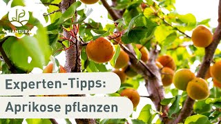 Aprikosenbaum pflanzen So klappt’s Anleitung [upl. by Niwred406]