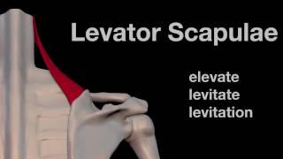 Arm Muscles 09 Levator Scapulae [upl. by Hameean]