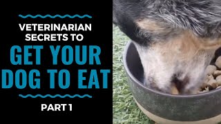 Veterinarian Secrets To Get Your Dog to Eat Part 1 VLOG 68 [upl. by Llessur]