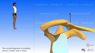 Arthrology of the acromioclavicular joint [upl. by Karolina4]