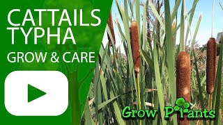 Cattails  grow amp care Typha water plant [upl. by Hgiel]