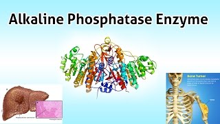 Alkaline Phosphatase Enzyme  Clear Over View [upl. by Sert]