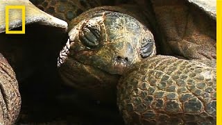 Meet the Giant CaveDwelling Tortoises of the Seychelles  National Geographic [upl. by Eneryc]