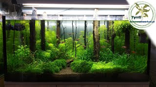 180l akwarium naturalne [upl. by Norrabal]