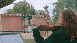 See How Denver Zoo’s Giraffes React to LIVE Music from the Colorado Symphony [upl. by Ahsimed615]