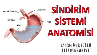 Sindirim Sistemi  ANATOMİ SİSTEMLER KONU ANLATIMI 16 [upl. by Marlon]