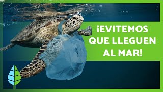 PLÁSTICOS en el MAR 🛍️🌊 ¡Causas Consecuencias y Soluciones [upl. by Nahtanaoj]