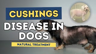 Cushings Disease in Dogs Natural Treatment [upl. by Chesney]