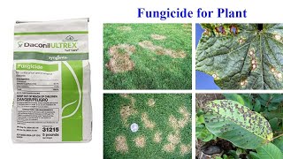 Daconil Ultrex Turf Care Fungicide [upl. by Bum347]