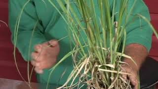 Growing Pampas Grass [upl. by Krasner]