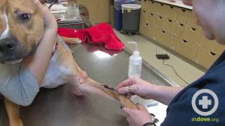 How to Do a Canine Cephalic Vein Blood Collection [upl. by Bainter]