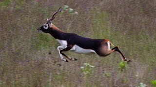 Blackbuck  Fastest running Indian animal [upl. by Jacobson]