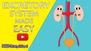 HUMAN EXCRETORY SYSTEM Made Easy  Human Urinary System Simple Lesson [upl. by Selim581]