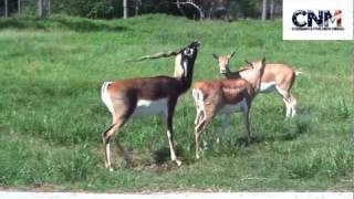 Blackbuck Antelopes Interacting Together in 1080P HD  by John D Villarreal [upl. by Jardena]