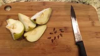 How To Grow Pear Trees From Seed Days 034 [upl. by Aminta]