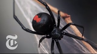 An Encounter With a Black Widow Spider  The New York Times [upl. by Joslyn]