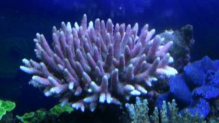 Acropora millepora [upl. by Nnaed]