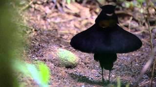 BBC Planet Earth  Birds of Paradise mating dance [upl. by Thursby227]