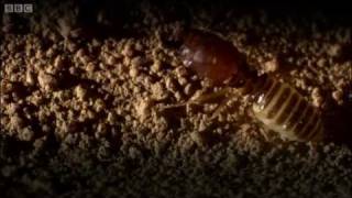 Defending the ant nest from intruders  Ant Attack  BBC [upl. by Bonucci]